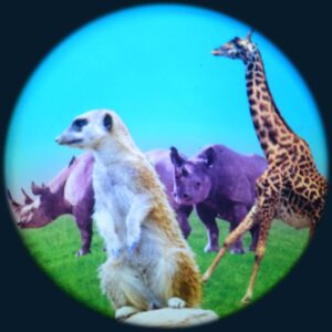 Animals