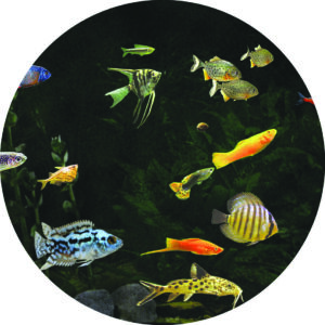 Aquarium