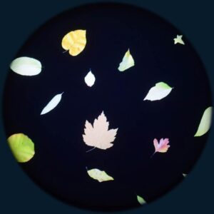Leaf