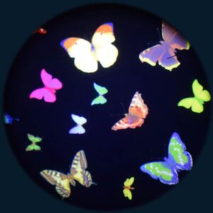 Papillon