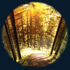 Seasoned Woods