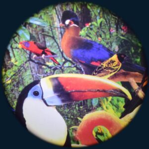 Tropical Birds