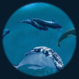 Whales